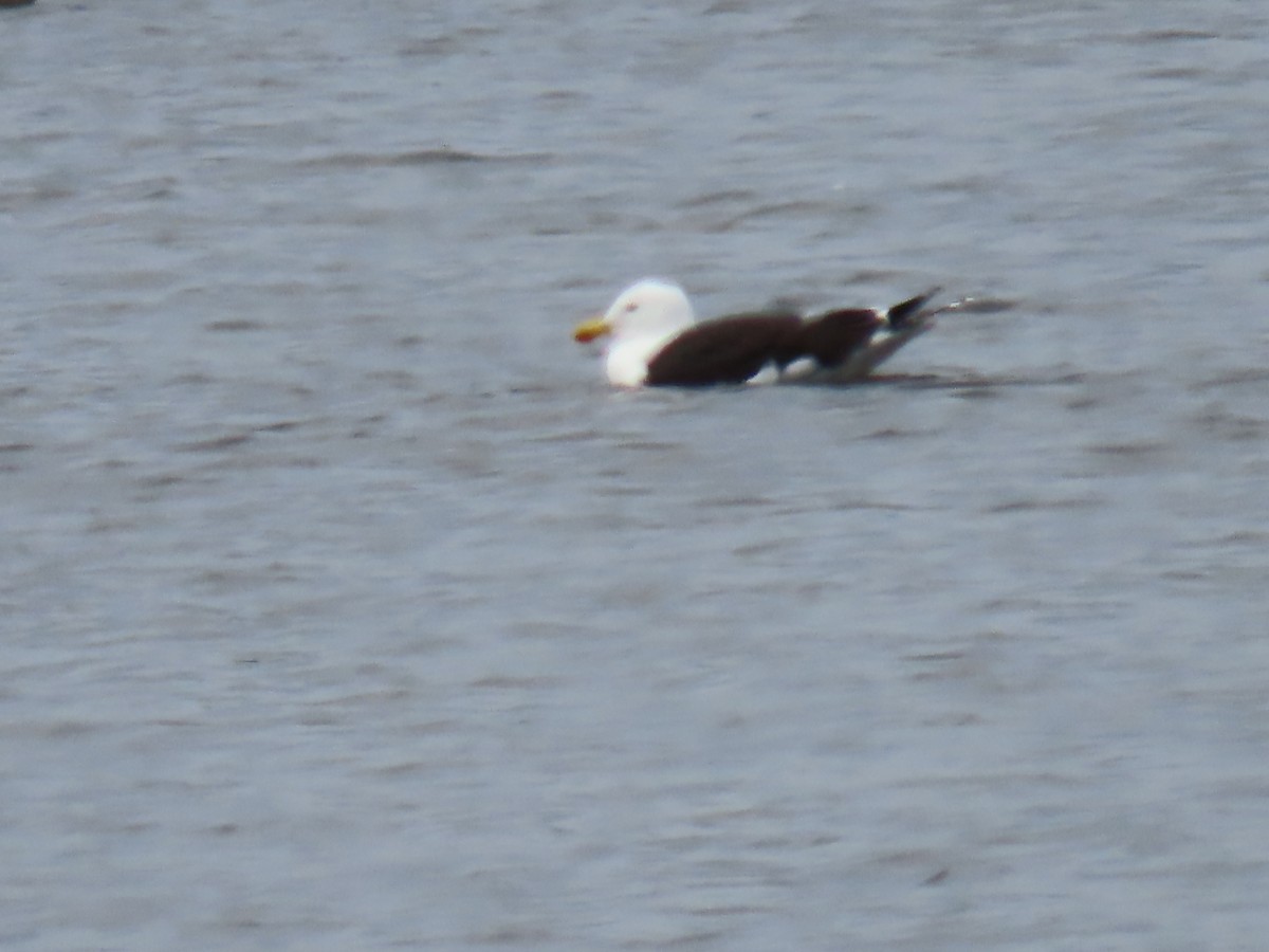 Great Black-backed Gull - ML619074185