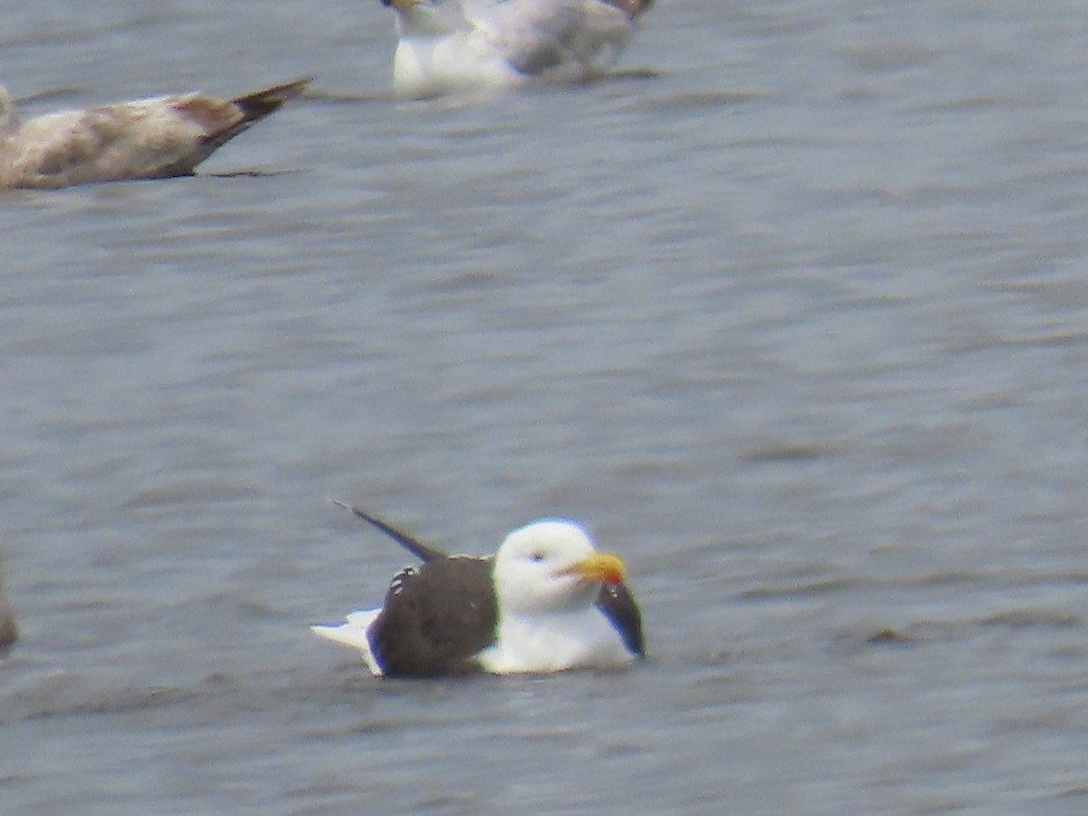 Great Black-backed Gull - Elizabeth Ferber