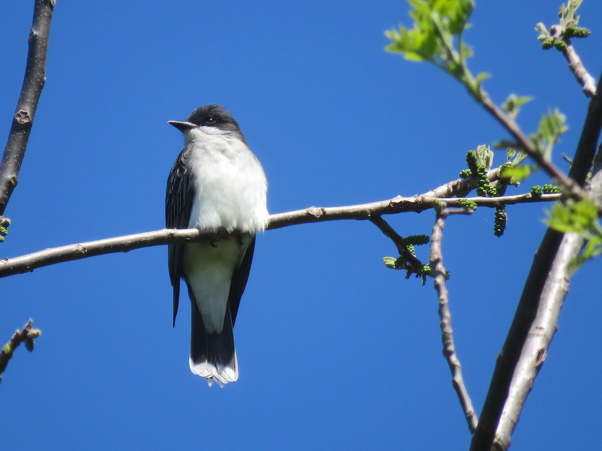 オウサマタイランチョウ - ML619074188