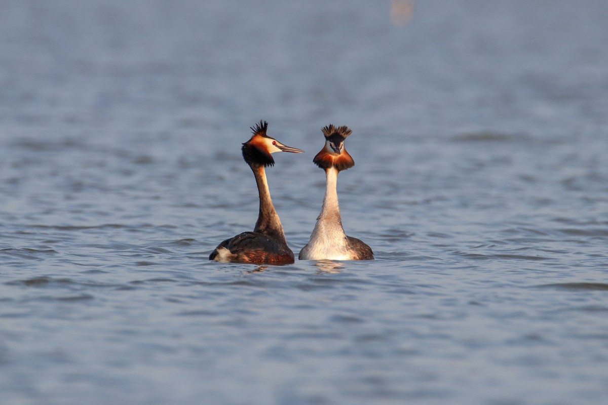 Great Crested Grebe - ML619074192