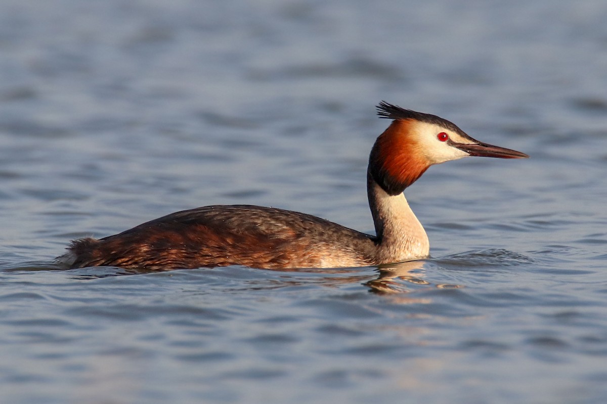 Great Crested Grebe - Joaquín Salinas