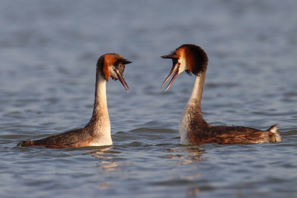 Great Crested Grebe - ML619074195