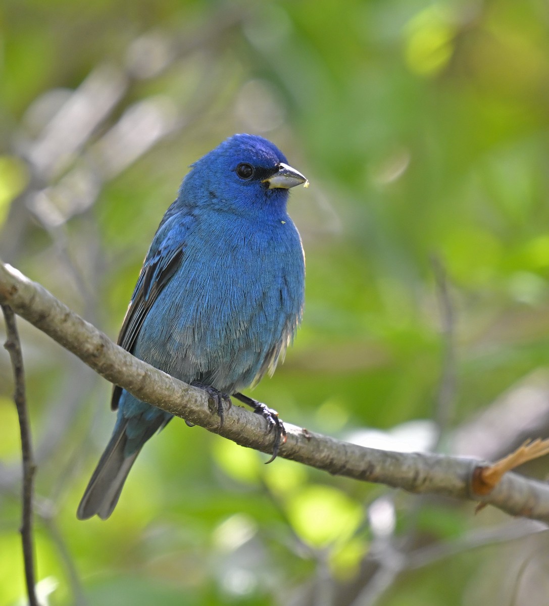 Indigo Bunting - Eric Titcomb