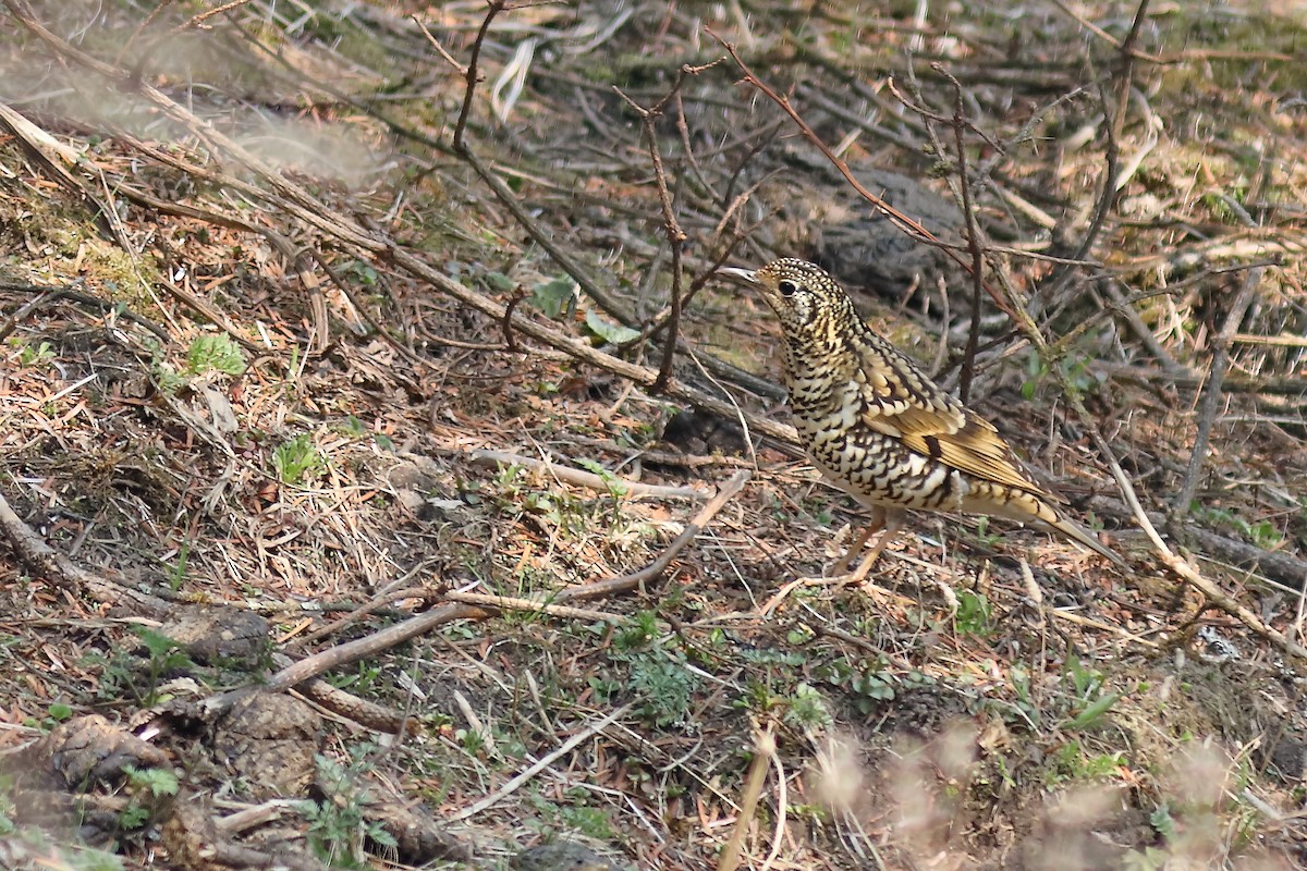 Scaly Thrush - ML619074230