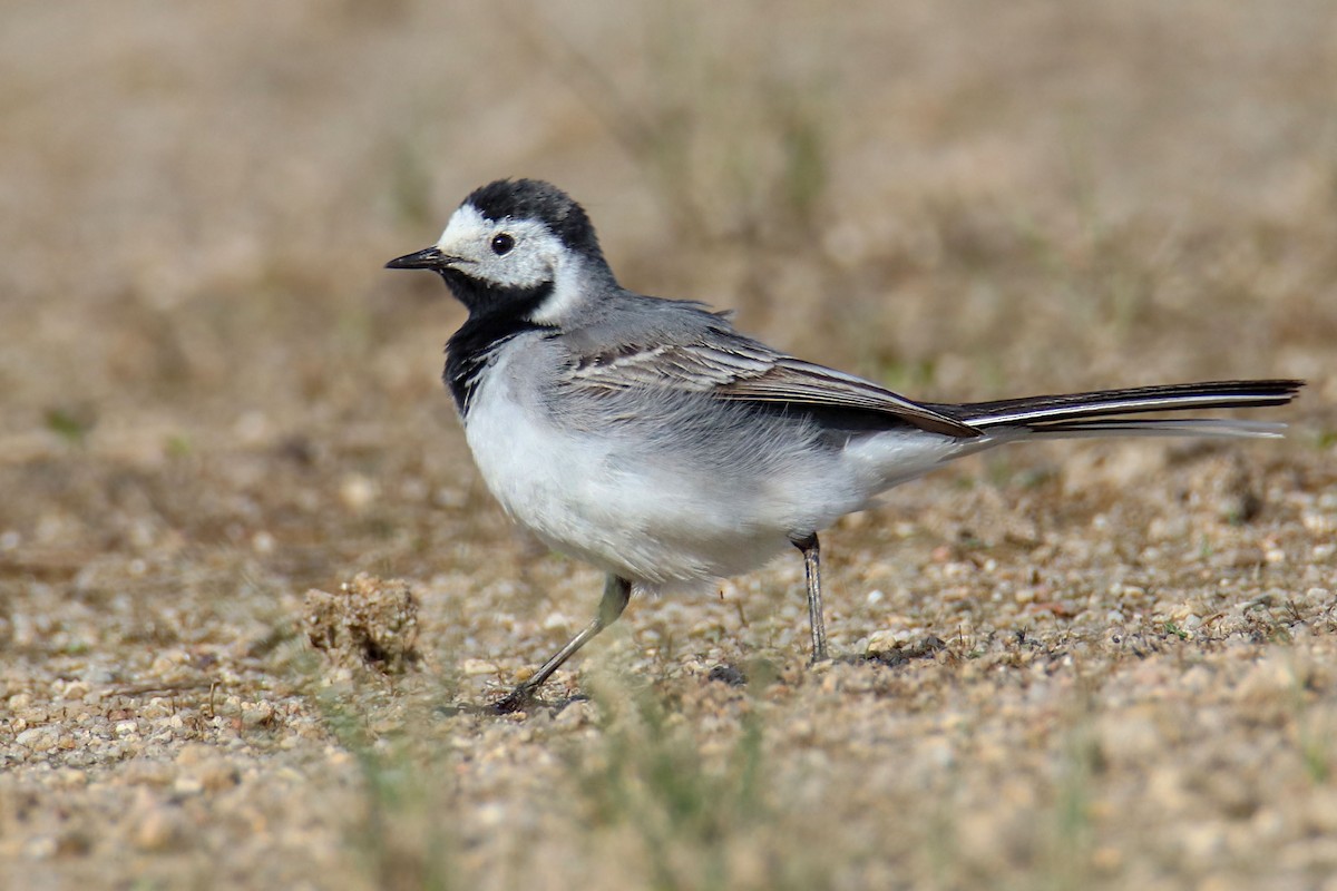 White Wagtail - Joaquín Salinas