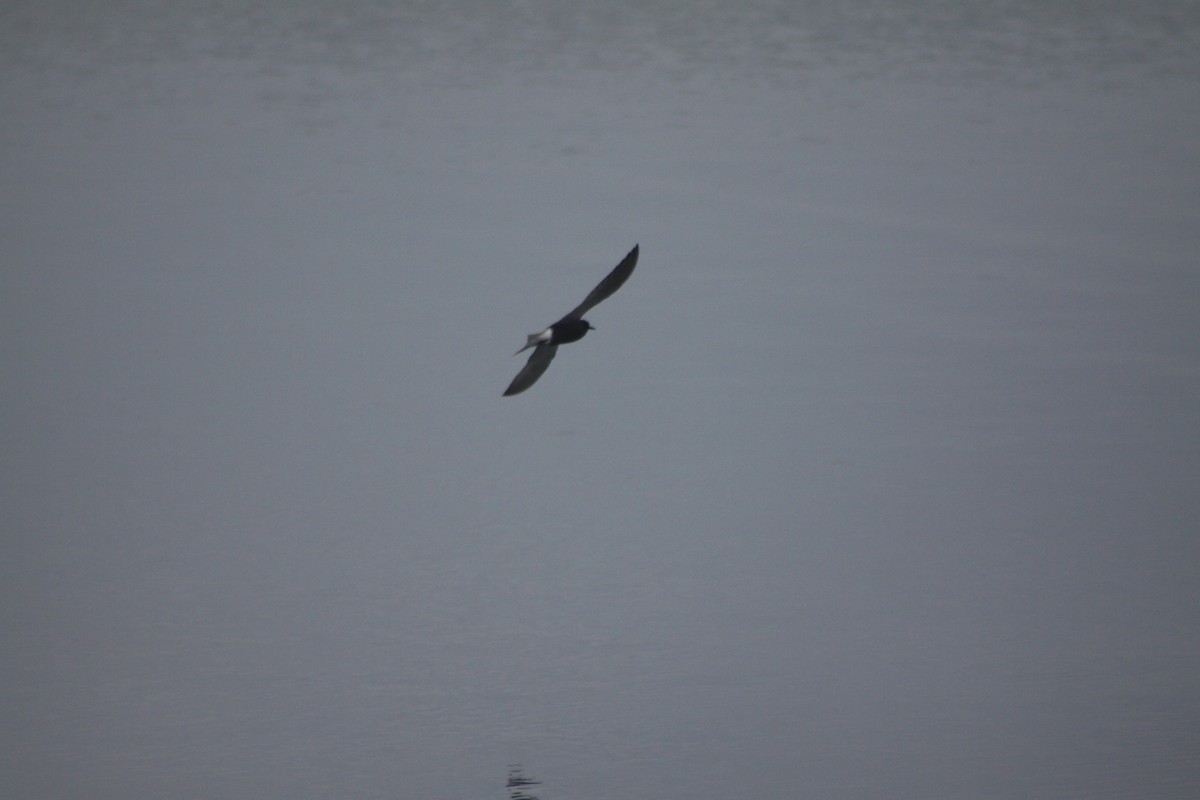 Black Tern - ML619074234