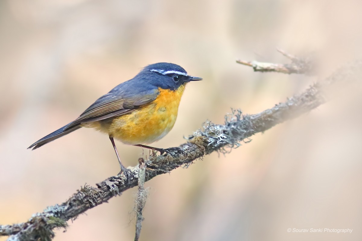 White-browed Bush-Robin - Sourav Sanki