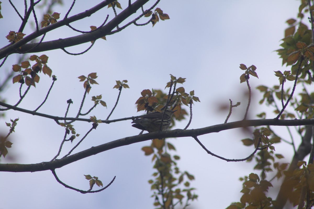 Northern Waterthrush - ML619074261