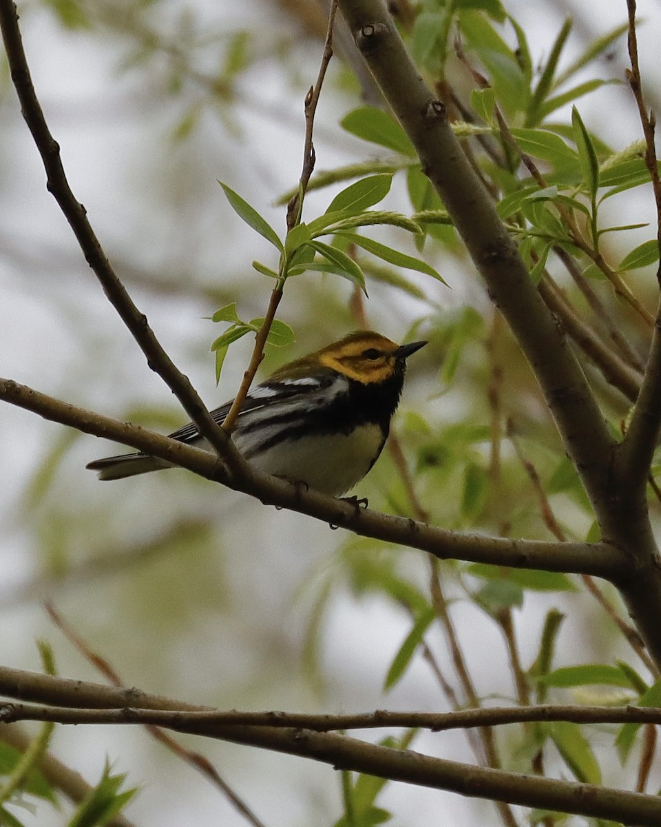 Black-throated Green Warbler - Sue Kurtz