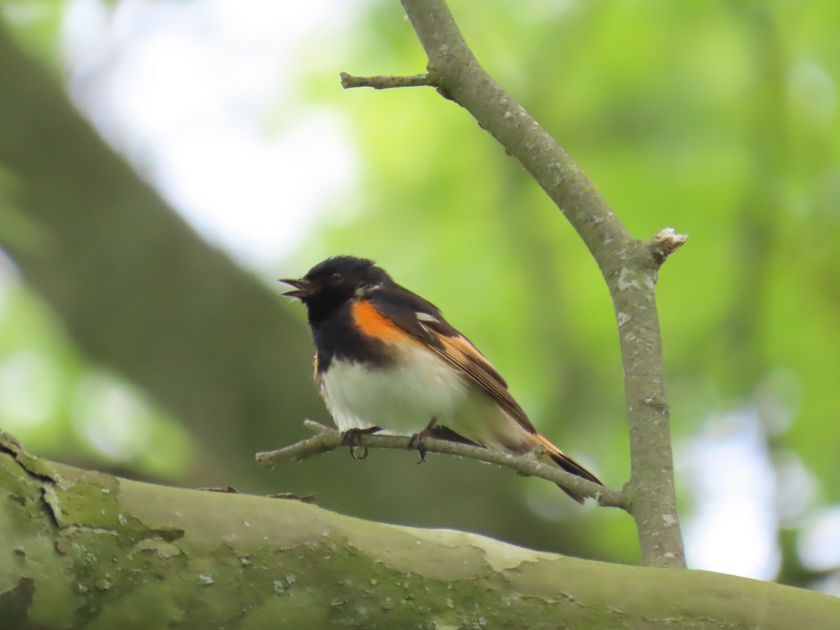 American Redstart - Elizabeth Ferber