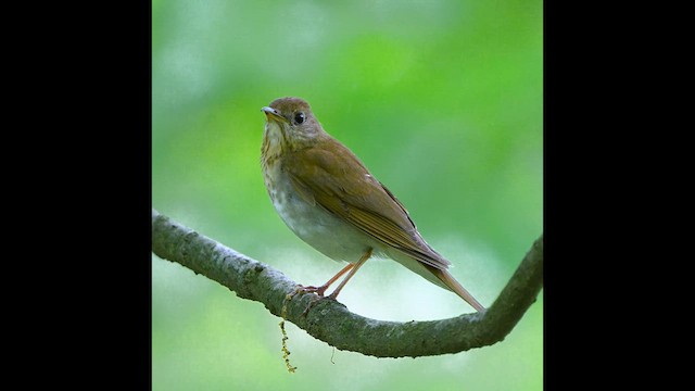 ビリーチャツグミ - ML619074270