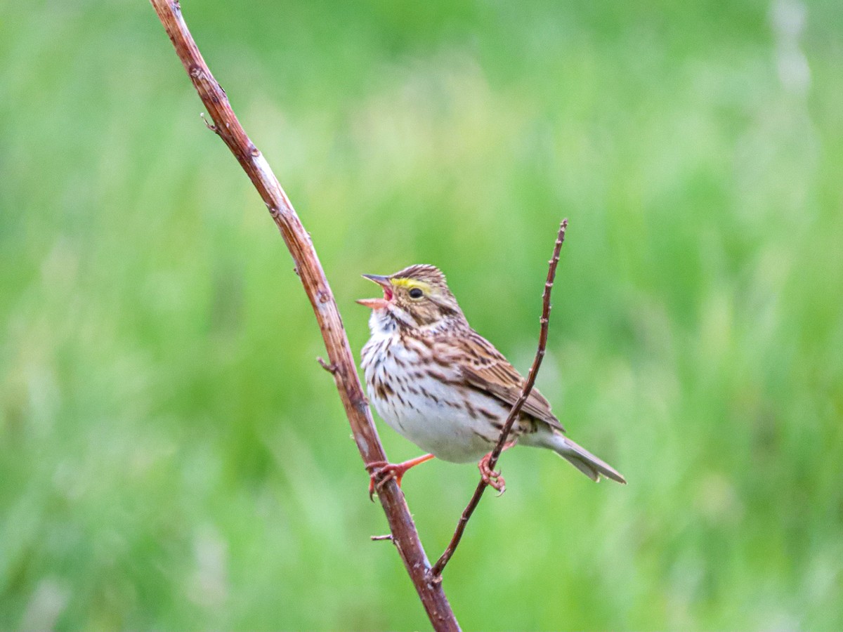 Savannah Sparrow - ML619074301