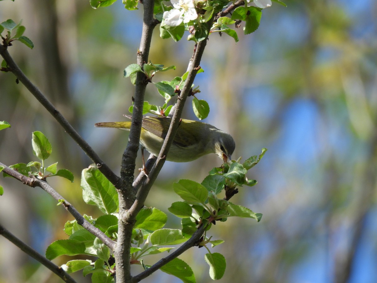 Tennessee Warbler - william gray