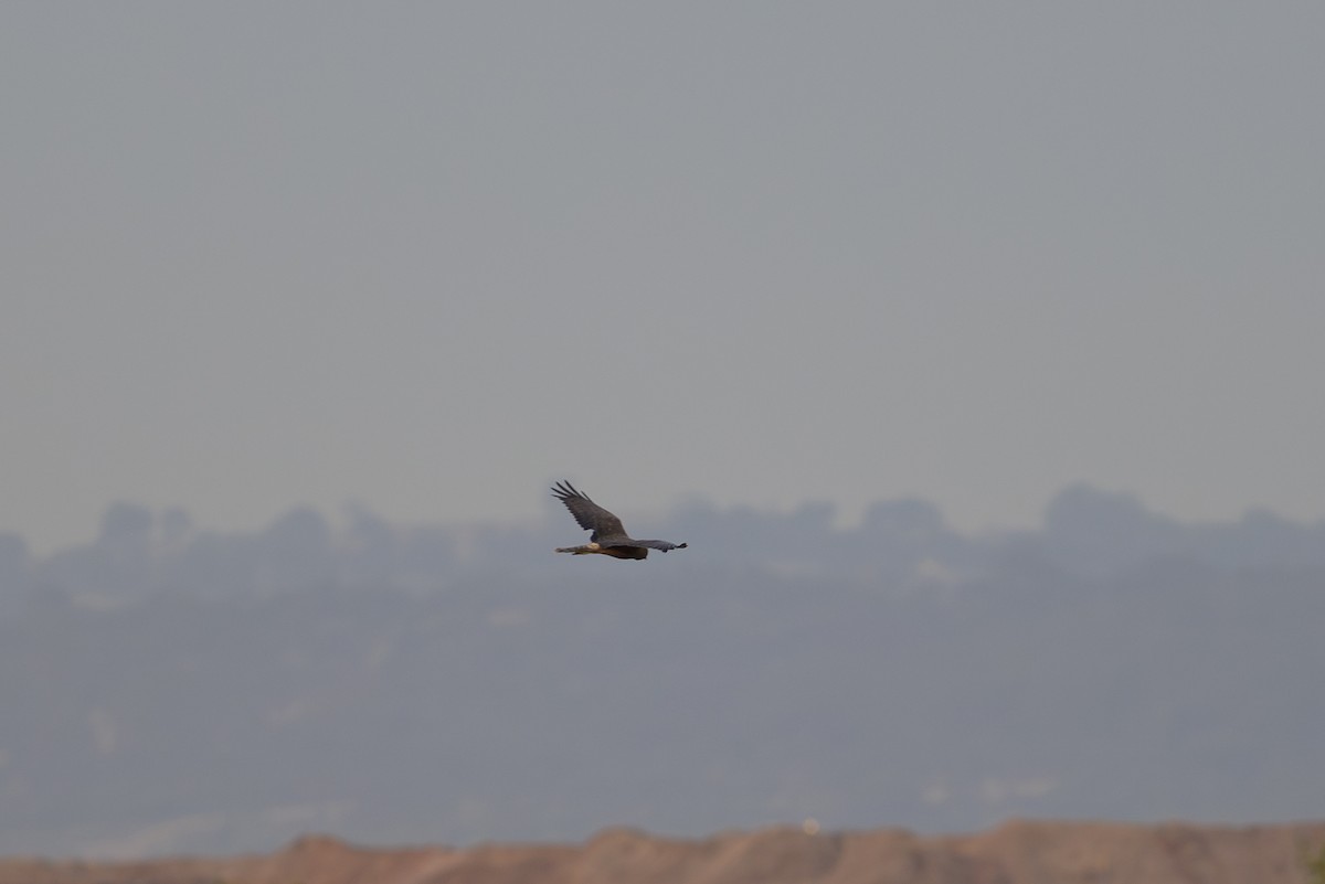 Swamp Harrier - ML619074329