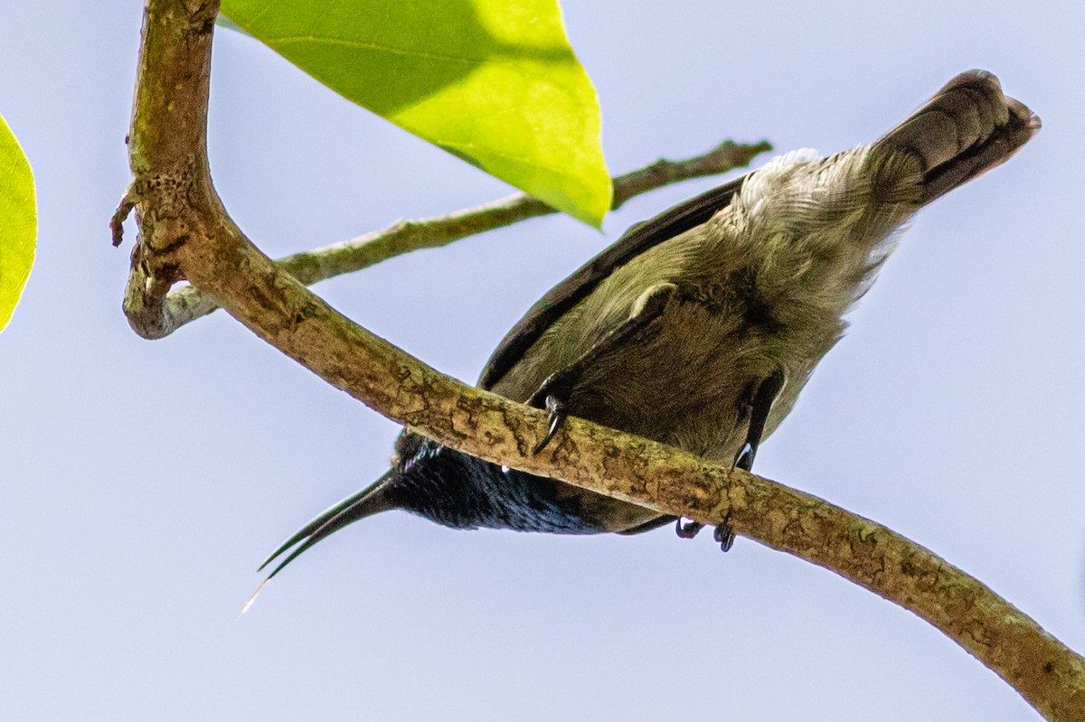 Seychelles Sunbird - David Hird