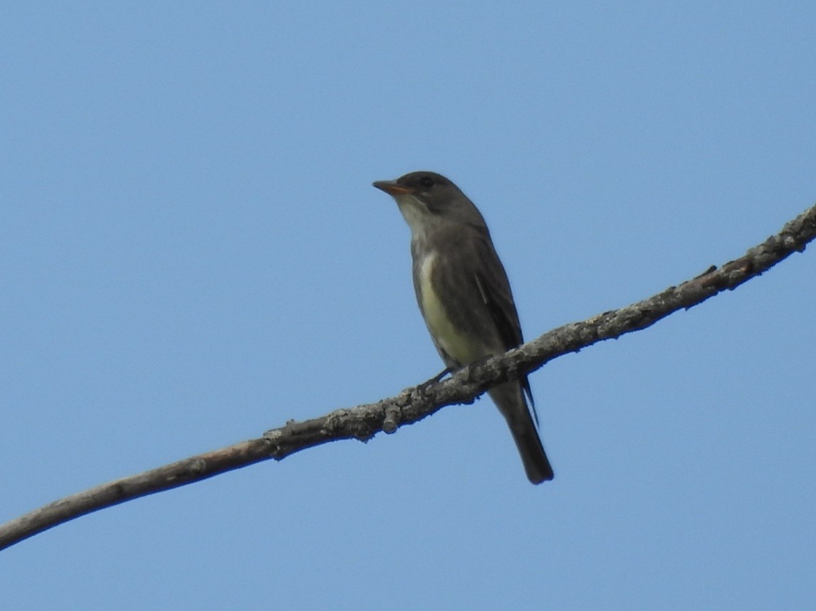 Olive-sided Flycatcher - william gray