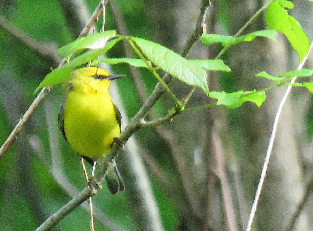 Blauflügel-Waldsänger - ML619074350