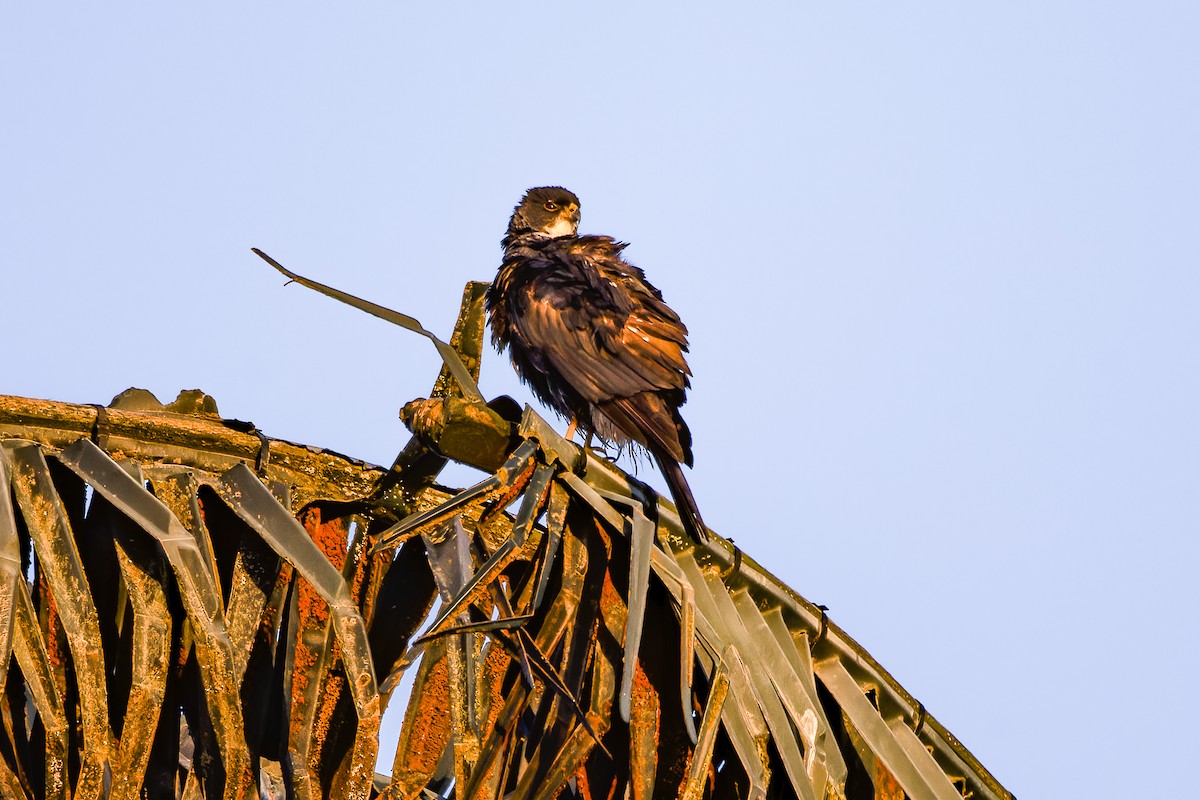 Black Goshawk - Albert Voigts von Schütz @ Leaflove Safari