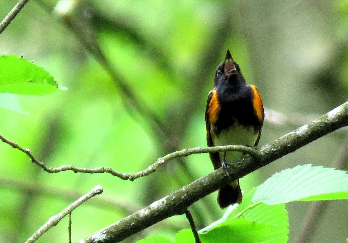 ハゴロモムシクイ - ML619074359