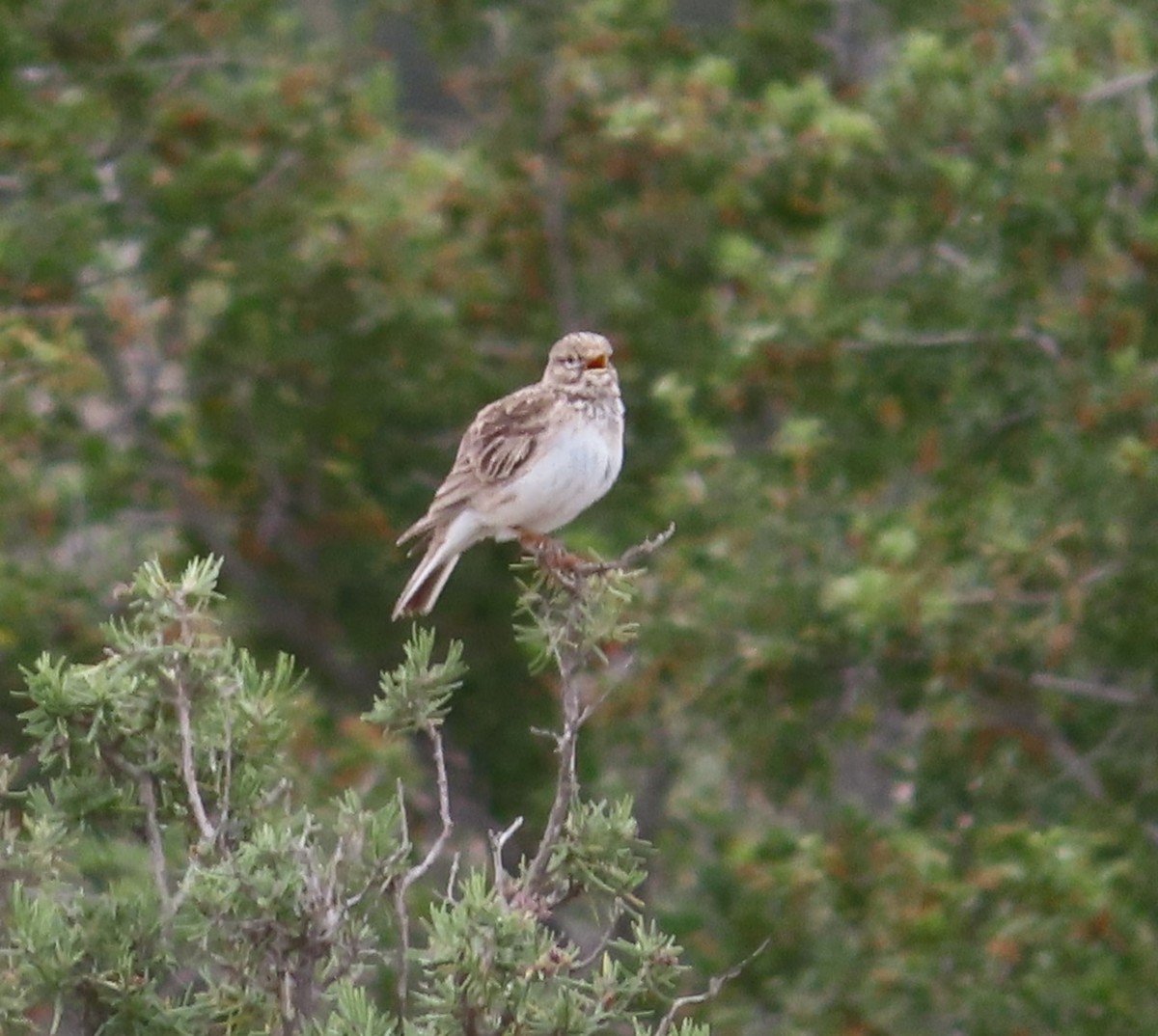 Mediterranean Short-toed Lark - ML619074360