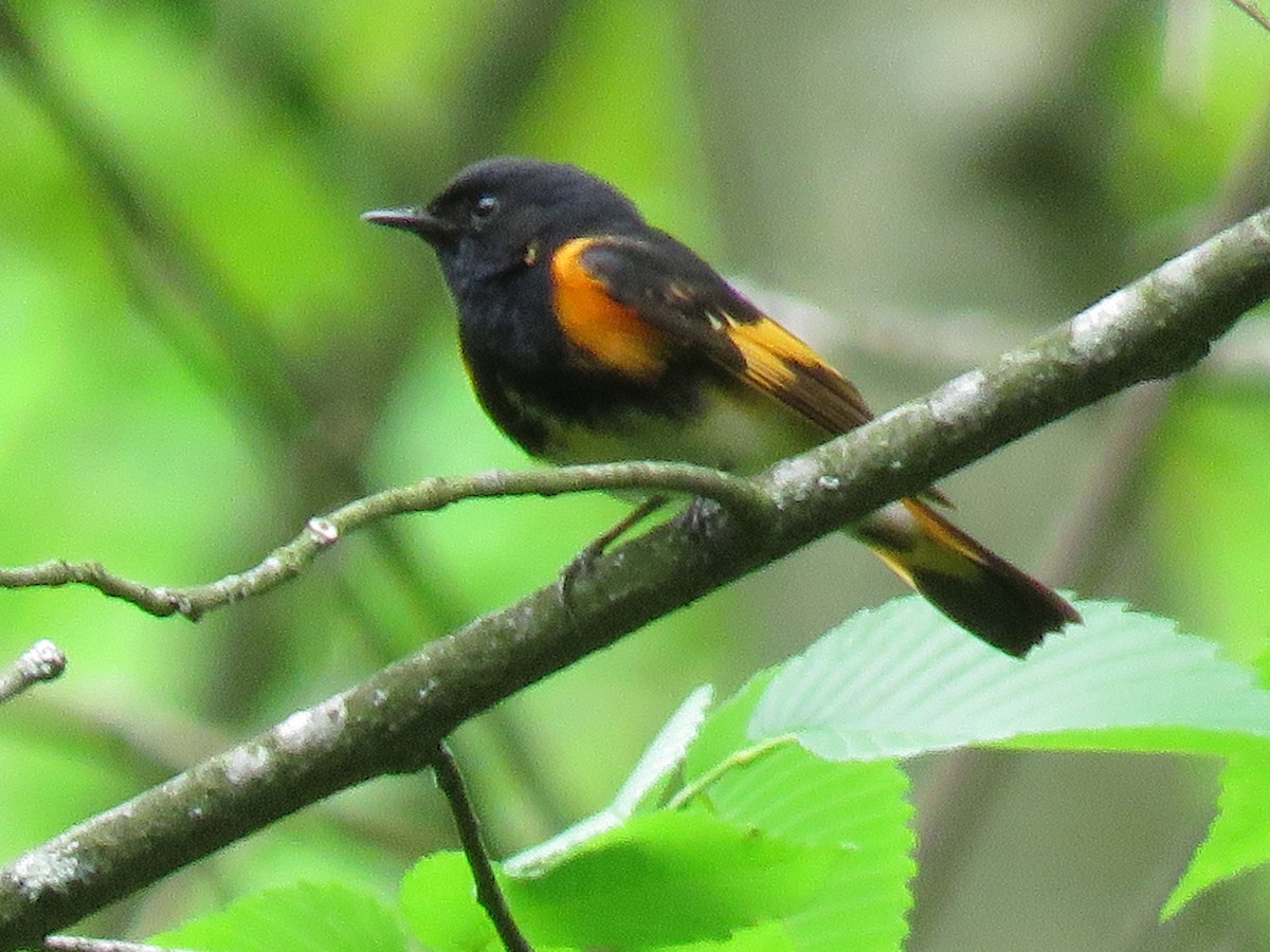 ハゴロモムシクイ - ML619074363