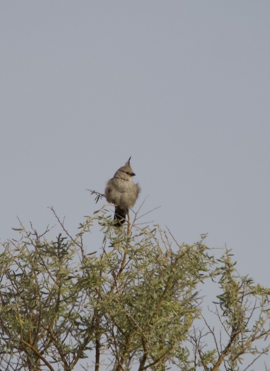 Chirruping Wedgebill - Yvonne van Netten