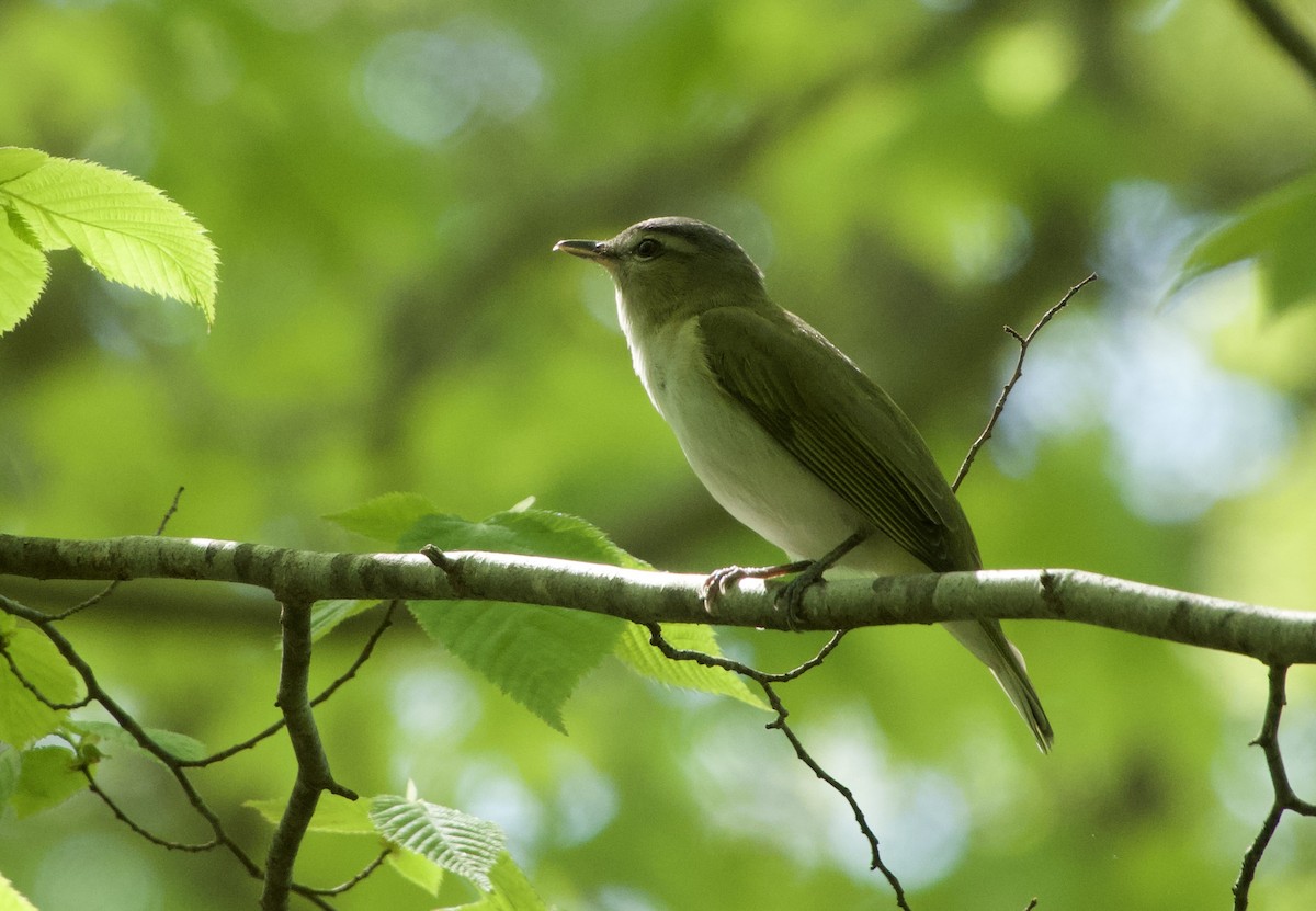 Red-eyed Vireo - Jerry Horak