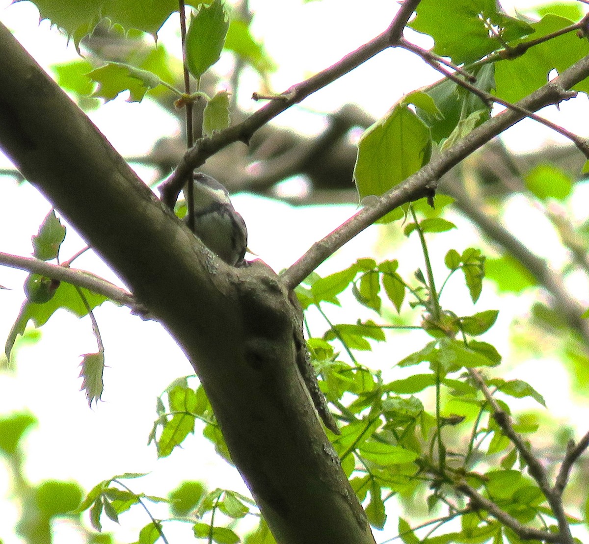 ミズイロアメリカムシクイ - ML619074381