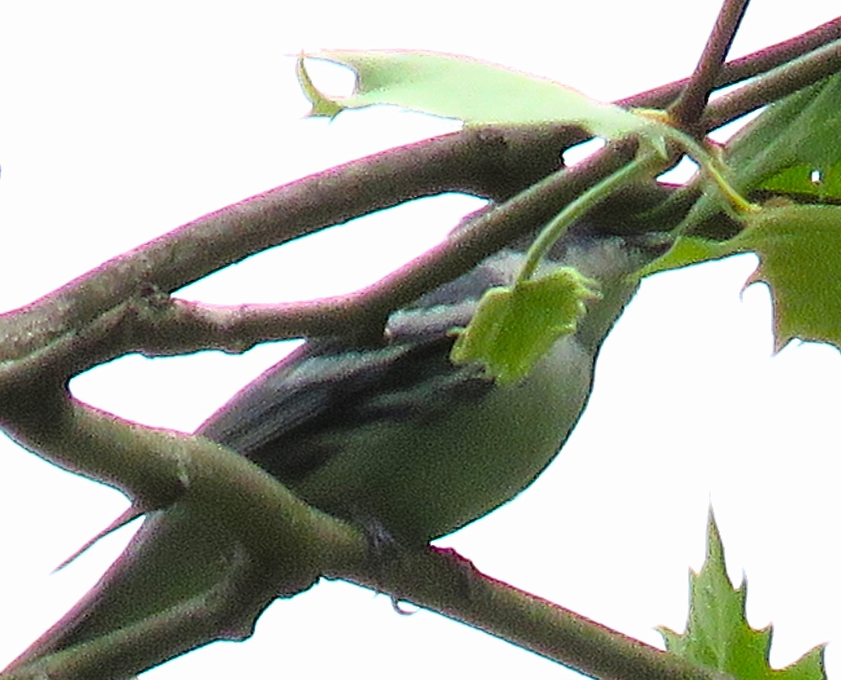 ミズイロアメリカムシクイ - ML619074402