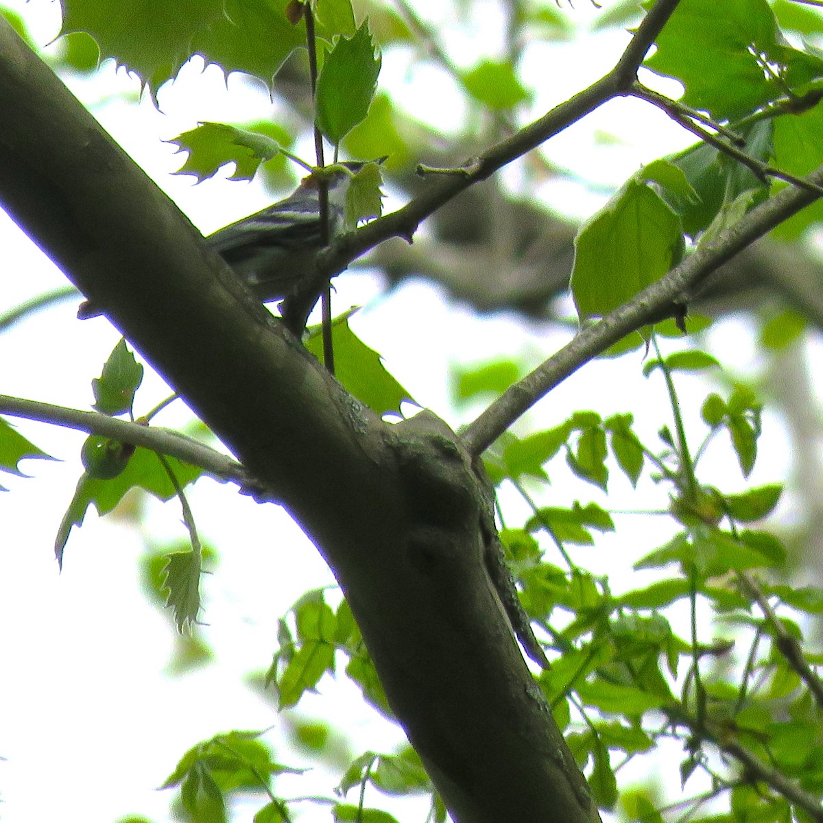 ミズイロアメリカムシクイ - ML619074405