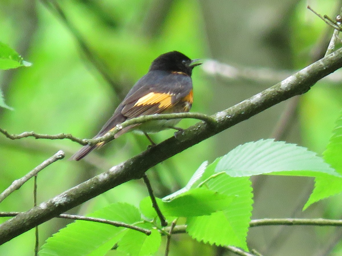 ハゴロモムシクイ - ML619074415