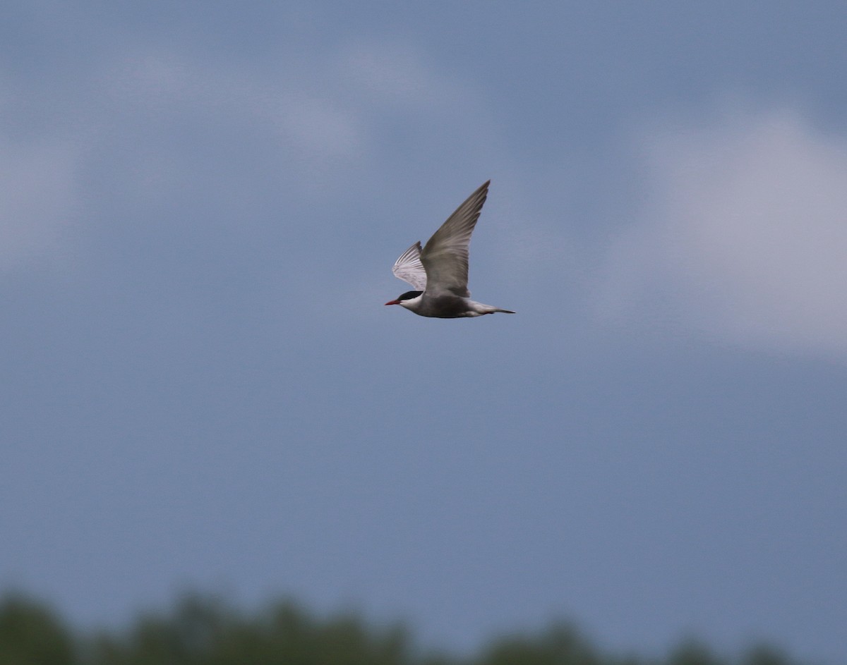 Whiskered Tern - Neil Osborne