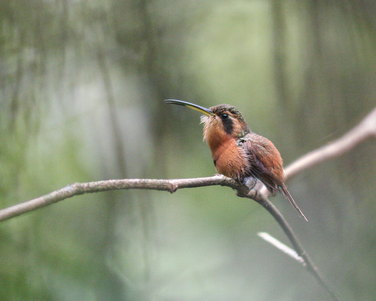 Reddish Hermit - Per Smith