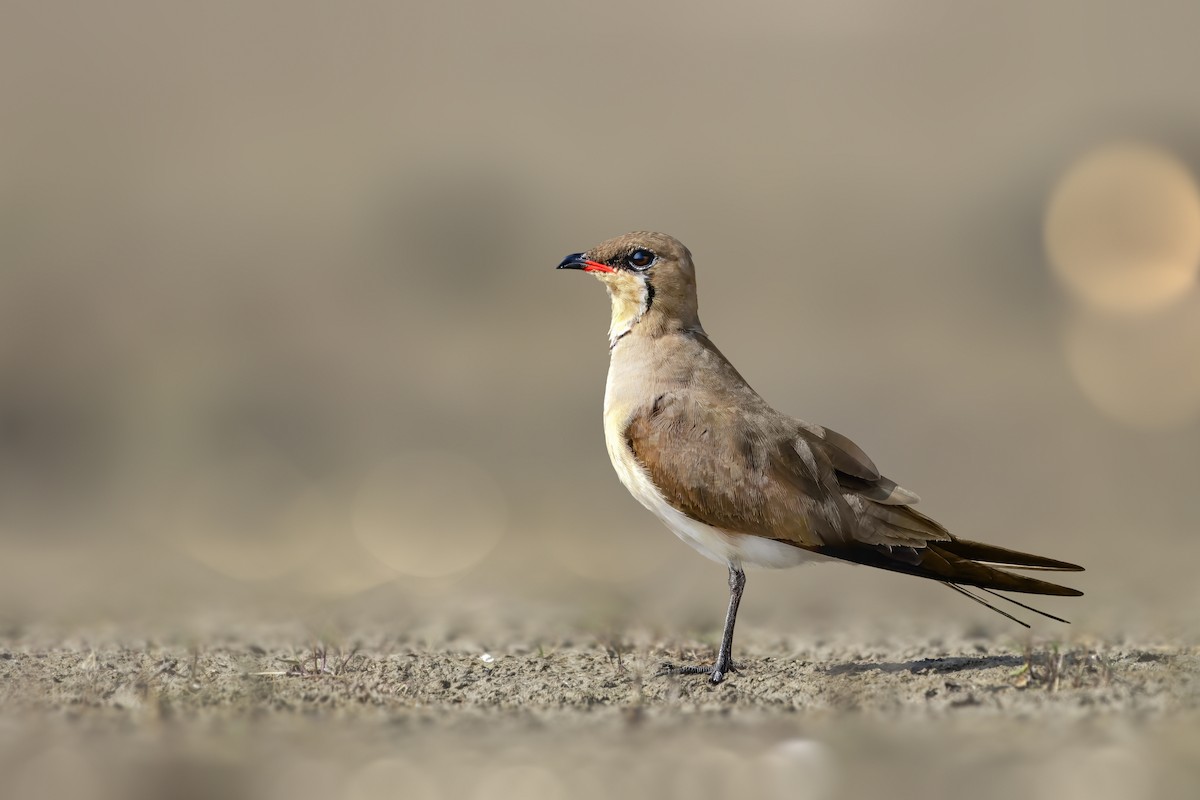 Collared Pratincole - Rahul Chakraborty