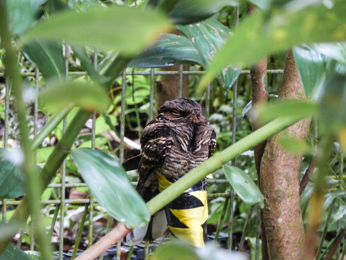 Large-tailed Nightjar - ML619074425