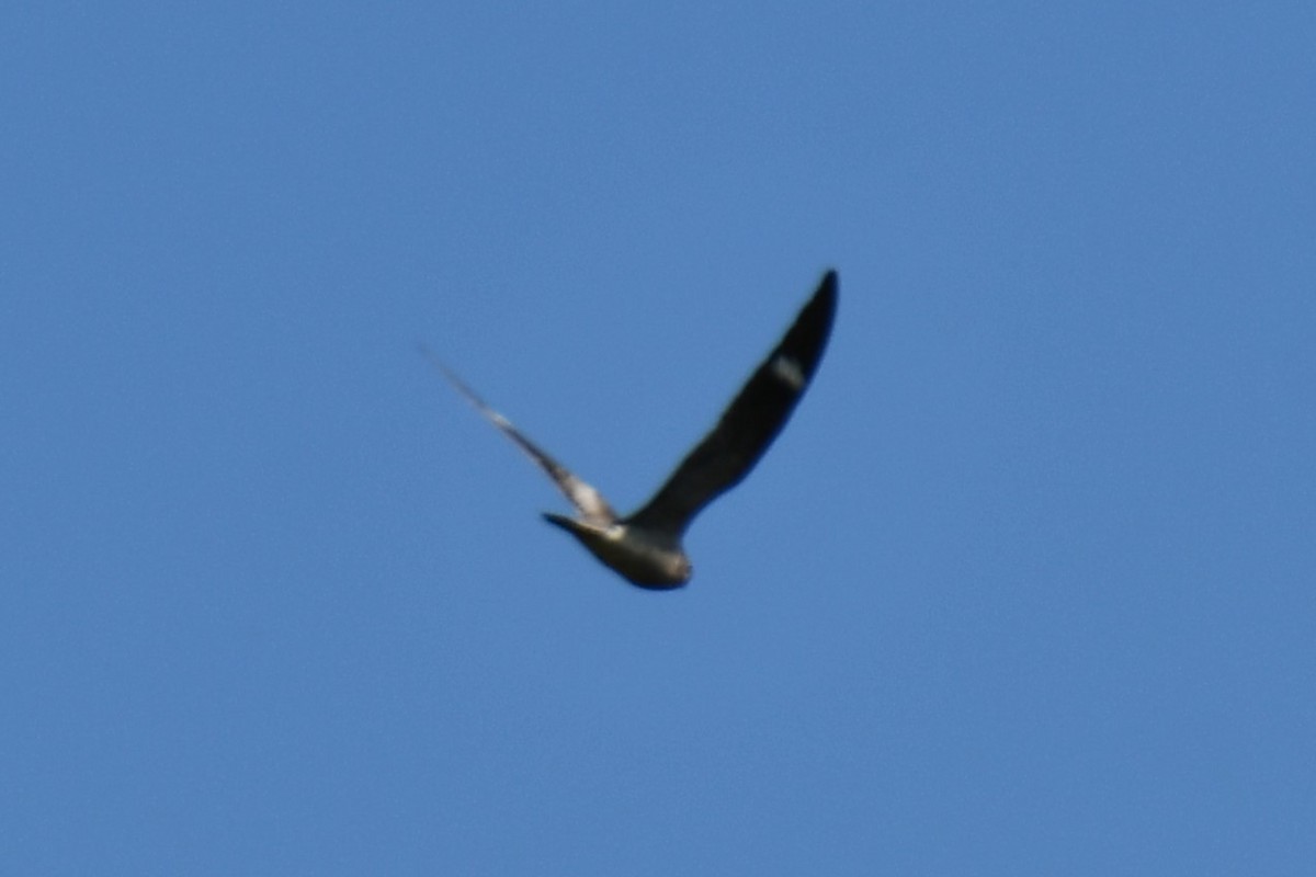 Common Nighthawk - Carmen Ricer