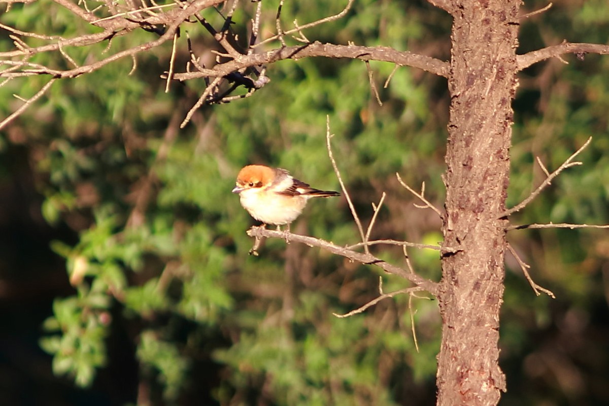 Woodchat Shrike - Andrew Collins