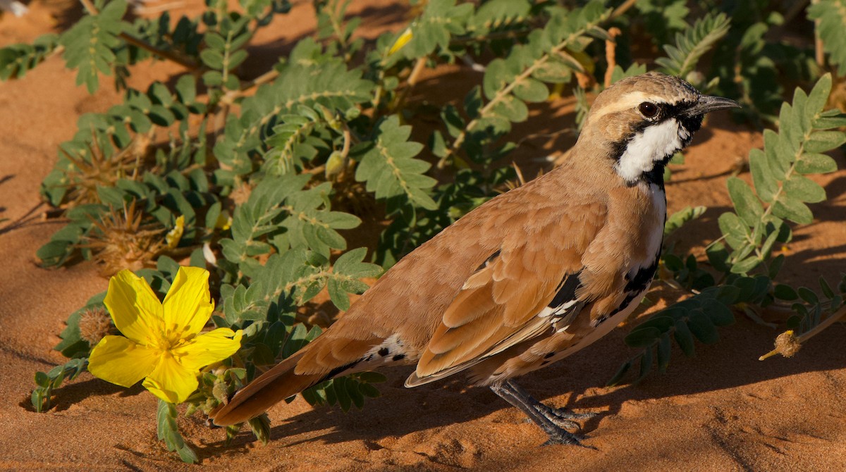 Cinnamon Quail-thrush - Ruben Brinsmead