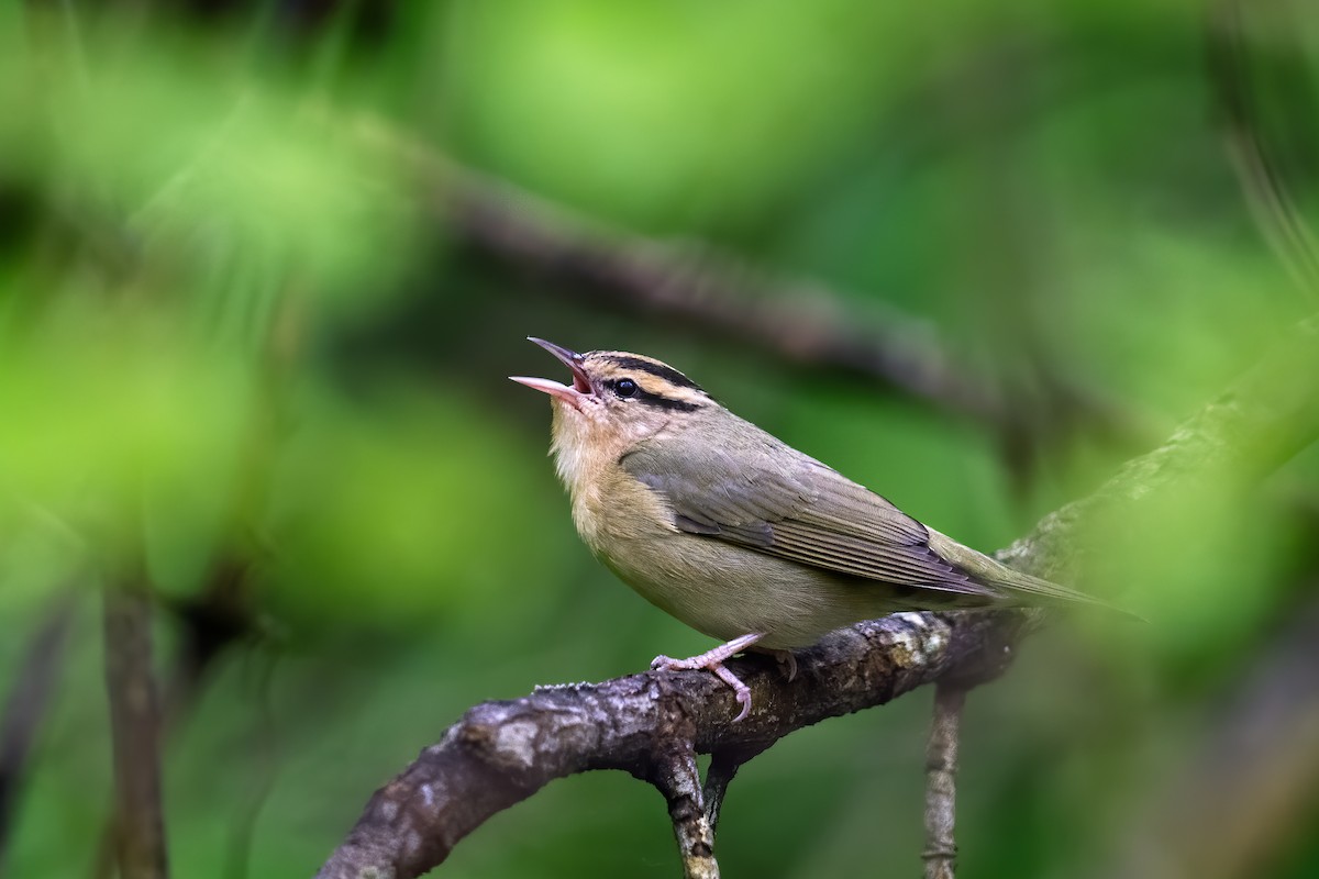 Worm-eating Warbler - Matthew Addicks