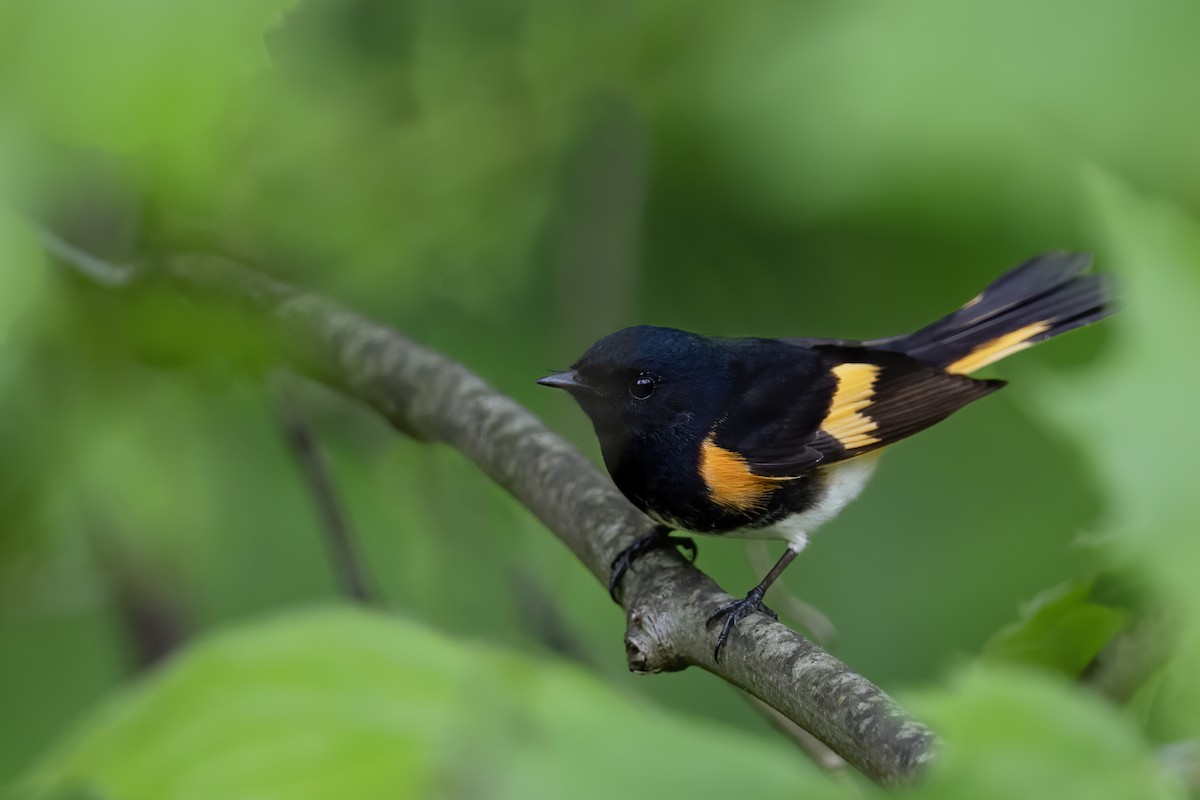 American Redstart - ML619074464