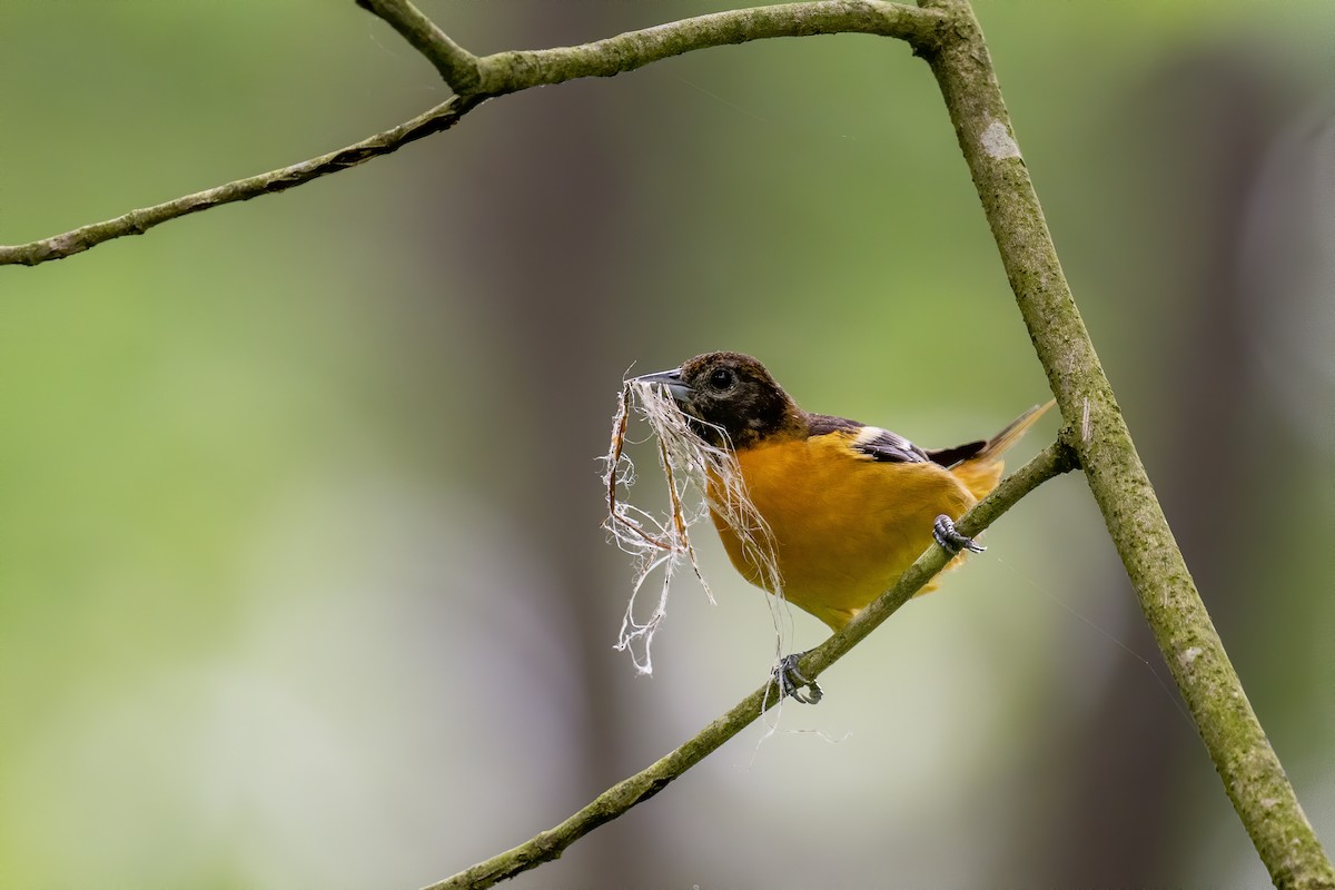 Baltimore Oriole - ML619074465