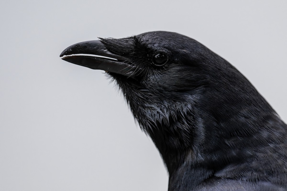 Fish Crow - Matthew Addicks