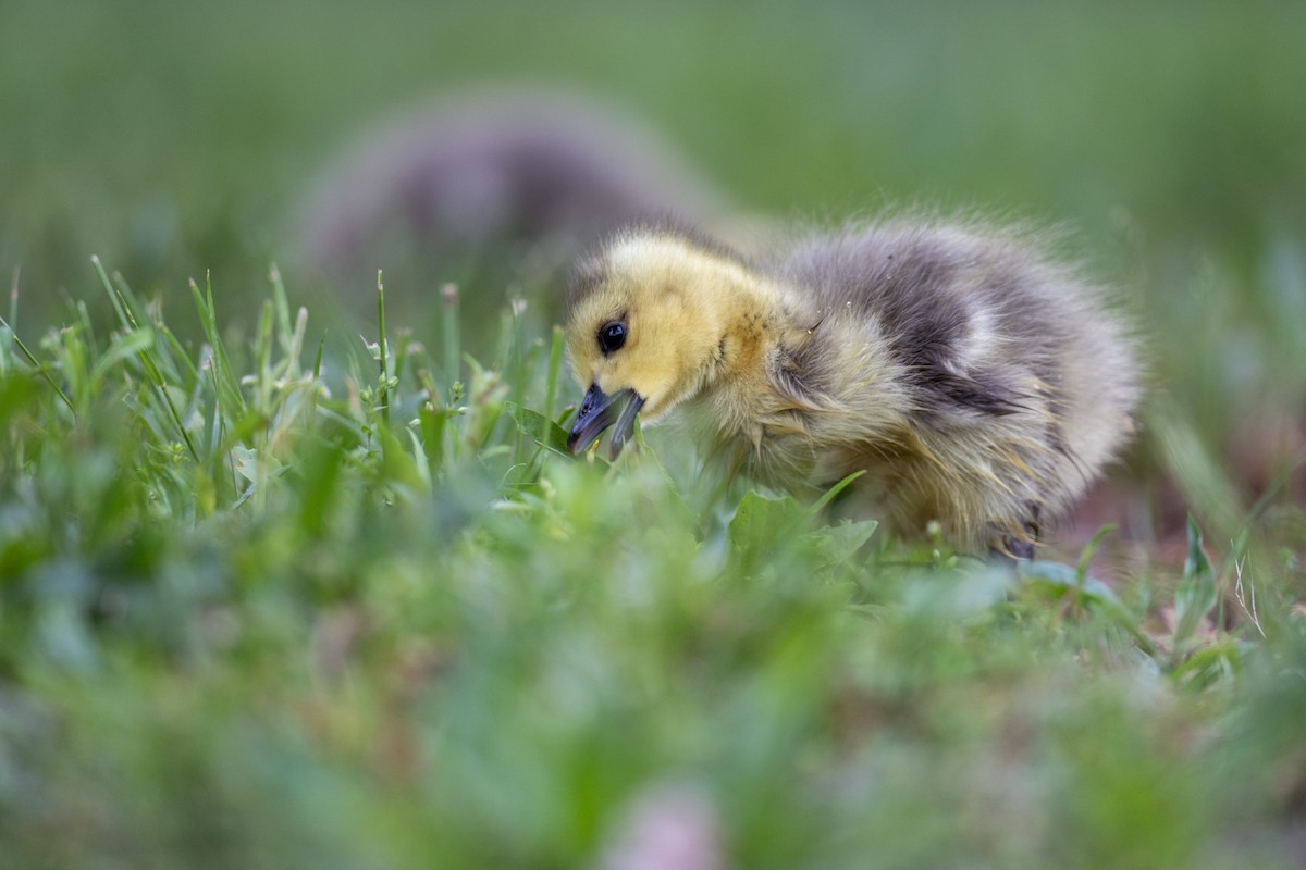 Canada Goose - Matthew Addicks