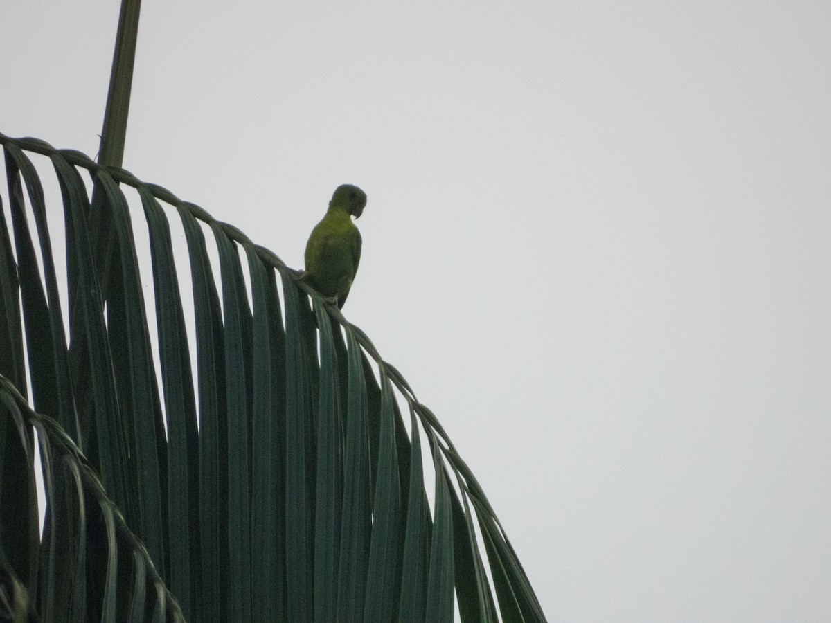 Blue-crowned Hanging-Parrot - Jorge Juan Rueda