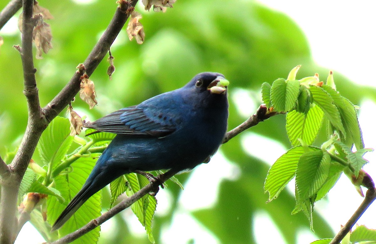 ルリノジコ - ML619074490