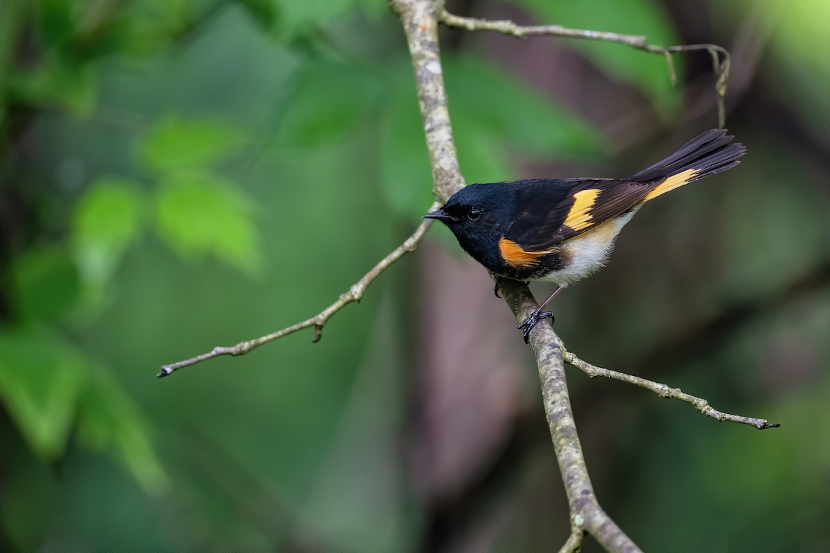 American Redstart - ML619074497