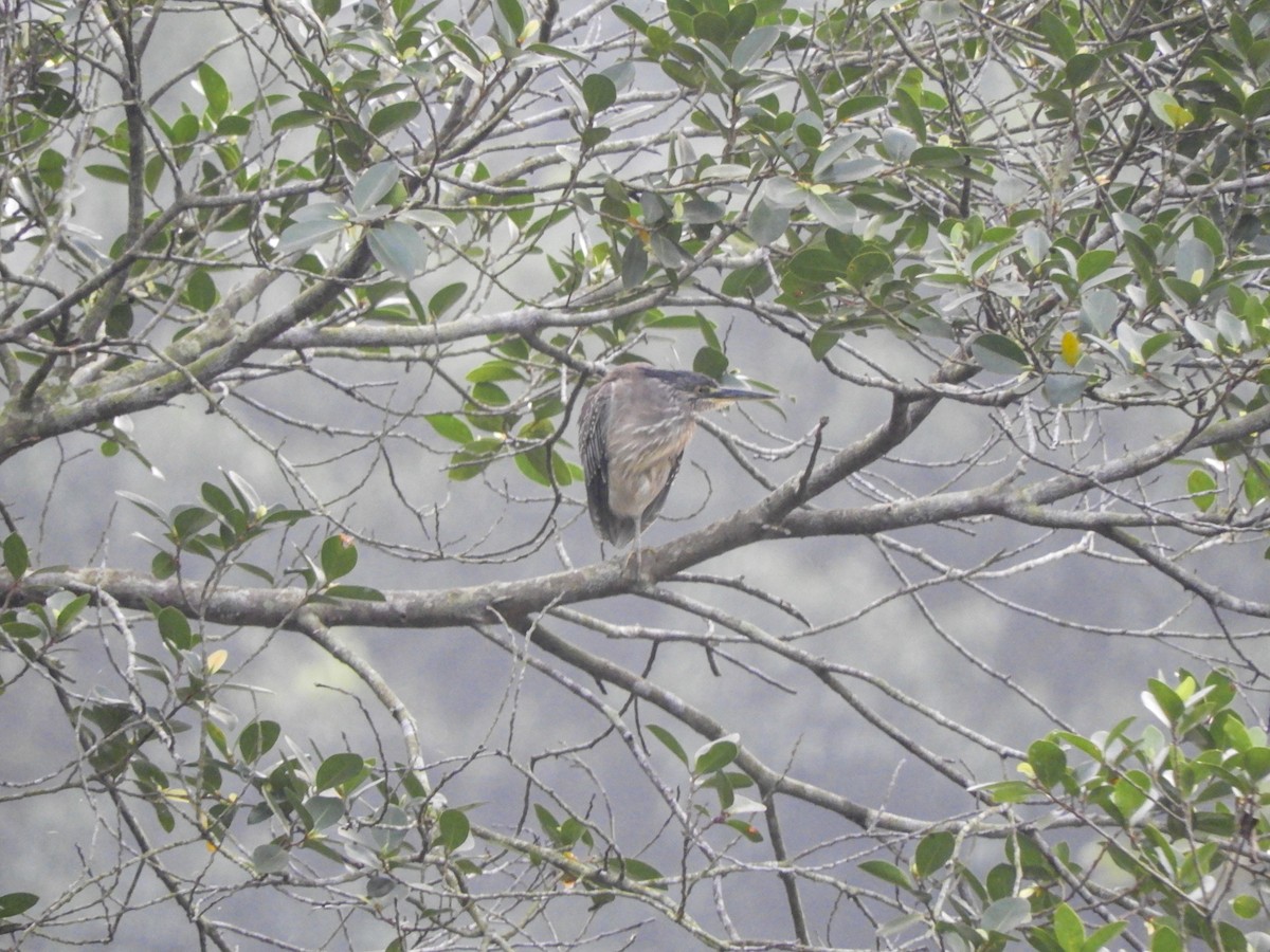 Black-crowned Night Heron - ML619074512