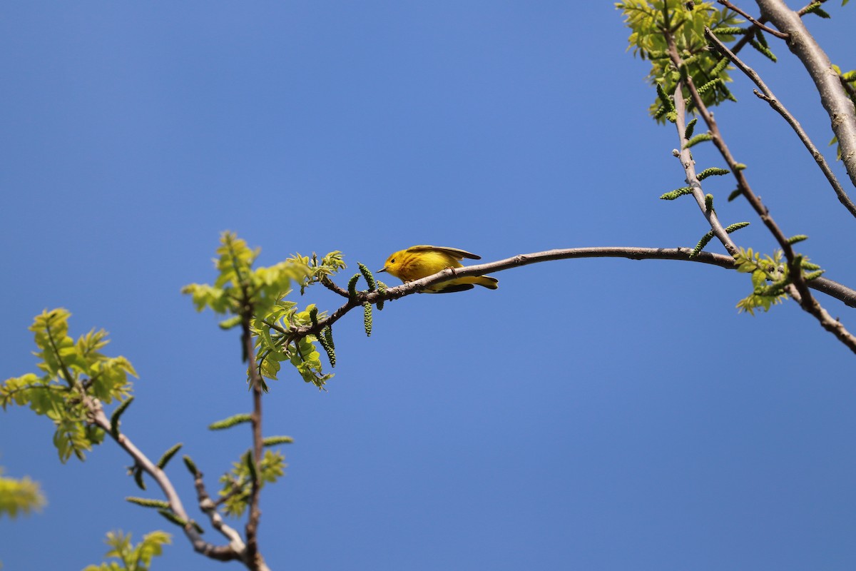 Yellow Warbler - ML619074514