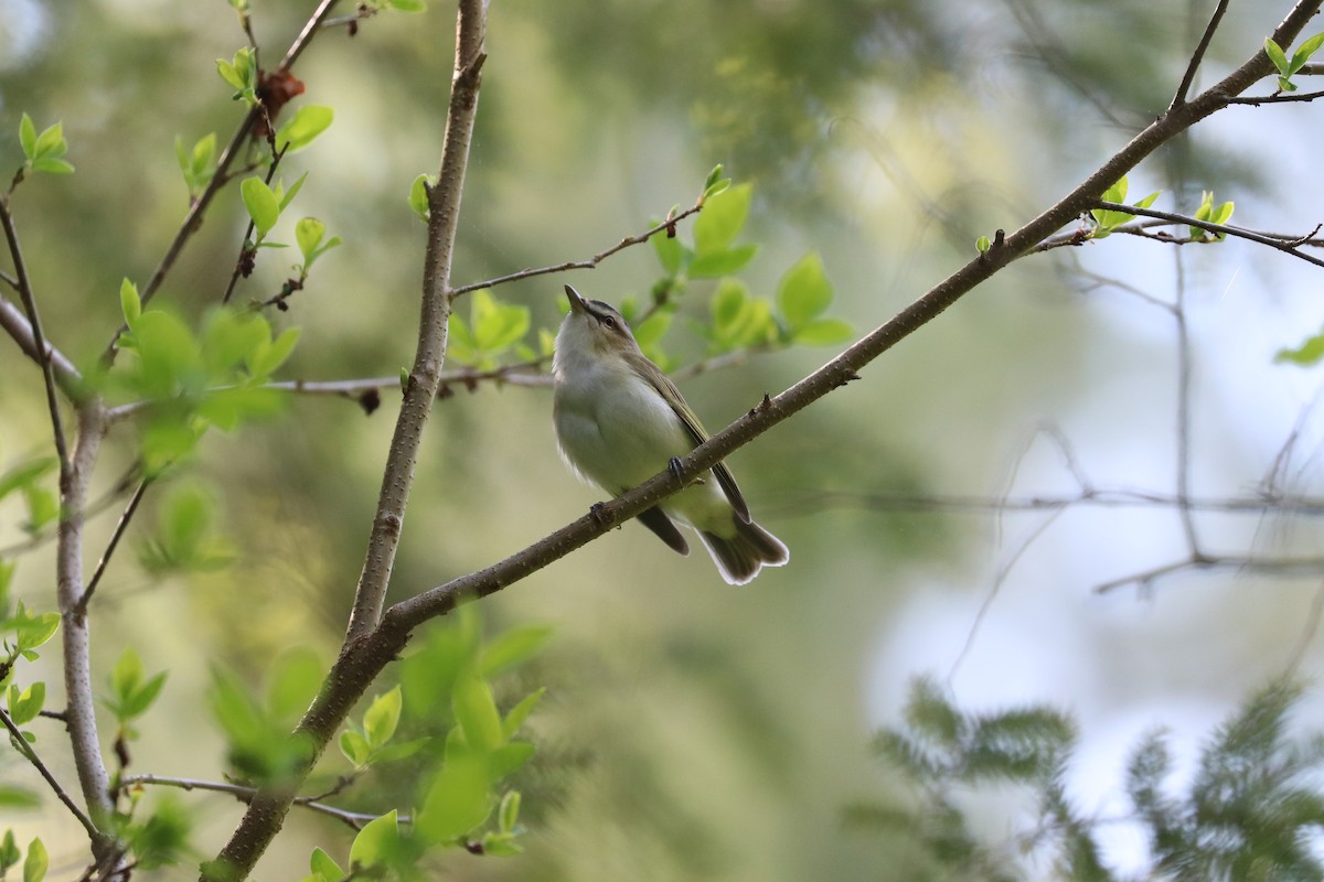 Red-eyed Vireo - ML619074519