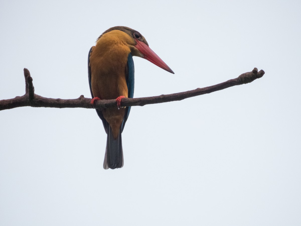 Stork-billed Kingfisher - Jorge Juan Rueda